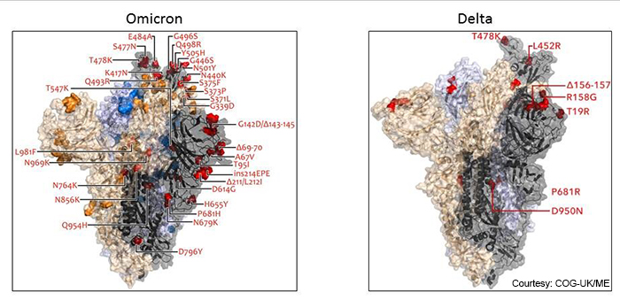 comparison of Omicron and Delta variants